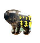 仲良し2匹  猫スタンプ（個別スタンプ：13）