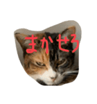仲良し2匹  猫スタンプ（個別スタンプ：14）