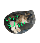 仲良し2匹  猫スタンプ（個別スタンプ：16）