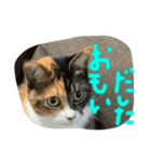 仲良し2匹  猫スタンプ（個別スタンプ：18）