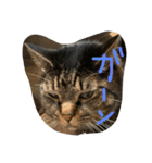 仲良し2匹  猫スタンプ（個別スタンプ：22）
