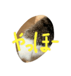 仲良し2匹  猫スタンプ（個別スタンプ：23）