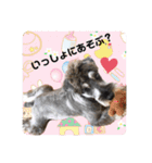 出演/シュナのるると猫と皆様（個別スタンプ：1）
