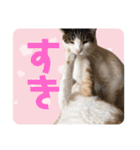 出演/シュナのるると猫と皆様（個別スタンプ：2）