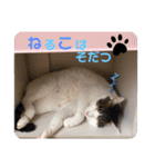 出演/シュナのるると猫と皆様（個別スタンプ：5）
