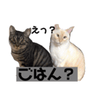出演/シュナのるると猫と皆様（個別スタンプ：6）