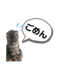 出演/シュナのるると猫と皆様（個別スタンプ：11）