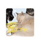 出演/シュナのるると猫と皆様（個別スタンプ：13）
