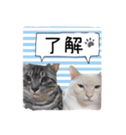 出演/シュナのるると猫と皆様（個別スタンプ：14）