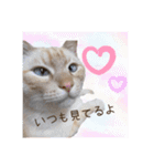 出演/シュナのるると猫と皆様（個別スタンプ：18）
