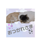 出演/シュナのるると猫と皆様（個別スタンプ：19）