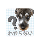出演/シュナのるると猫と皆様（個別スタンプ：21）