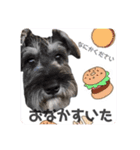 出演/シュナのるると猫と皆様（個別スタンプ：24）