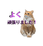 チャッピーと一緒Ⅳ（個別スタンプ：8）