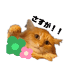 チャッピーと一緒Ⅳ（個別スタンプ：9）