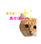 チャッピーと一緒Ⅳ（個別スタンプ：13）