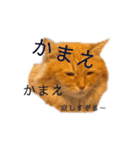 チャッピーと一緒Ⅳ（個別スタンプ：14）