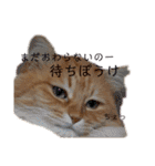 チャッピーと一緒Ⅳ（個別スタンプ：15）
