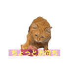 チャッピーと一緒Ⅳ（個別スタンプ：16）