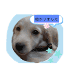 マロン大人の敬語（個別スタンプ：14）