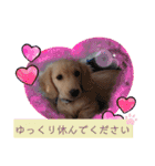 マロン大人の敬語（個別スタンプ：31）