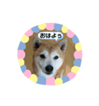 柴犬 いち（個別スタンプ：1）