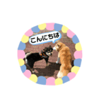 柴犬 いち（個別スタンプ：2）