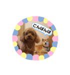 柴犬 いち（個別スタンプ：3）