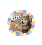 柴犬 いち（個別スタンプ：4）