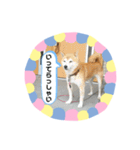柴犬 いち（個別スタンプ：5）