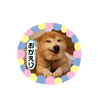 柴犬 いち（個別スタンプ：6）