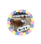 柴犬 いち（個別スタンプ：7）