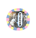 柴犬 いち（個別スタンプ：8）
