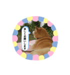柴犬 いち（個別スタンプ：9）