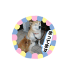 柴犬 いち（個別スタンプ：10）