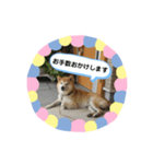 柴犬 いち（個別スタンプ：11）