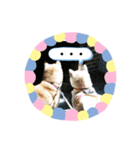柴犬 いち（個別スタンプ：12）