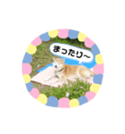 柴犬 いち（個別スタンプ：13）