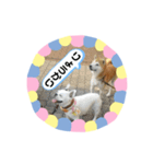 柴犬 いち（個別スタンプ：14）