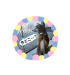 柴犬 いち（個別スタンプ：15）