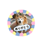 柴犬 いち（個別スタンプ：16）