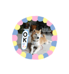 柴犬 いち（個別スタンプ：17）