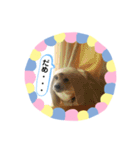 柴犬 いち（個別スタンプ：18）