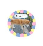 柴犬 いち（個別スタンプ：19）