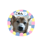 柴犬 いち（個別スタンプ：20）