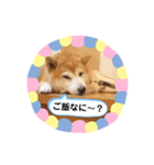 柴犬 いち（個別スタンプ：21）