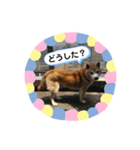 柴犬 いち（個別スタンプ：22）