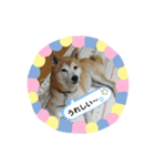 柴犬 いち（個別スタンプ：23）