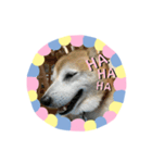 柴犬 いち（個別スタンプ：24）