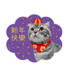 猫のベンの日常生活 5（個別スタンプ：1）